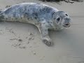 Roscoff - Un phoque sur la plage