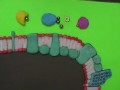 Photosythesis and New Water Animation- ggerardvideo