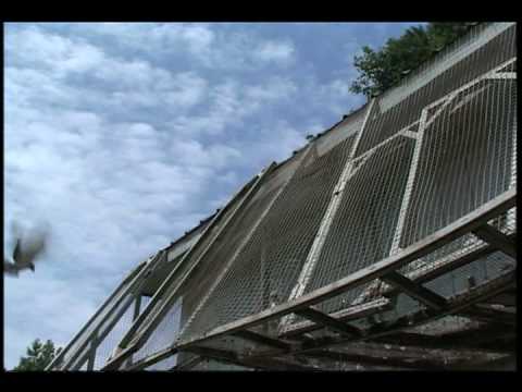 The Greater Atlanta Racing Pigeon Club