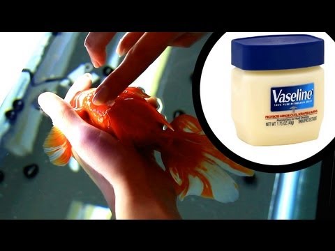 how to relieve fish stress