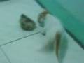 scraffy video