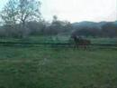 Its just pure love for THOROUGHBREDS Its just pure love for THOROUGHBREDS