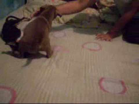 bul terrier