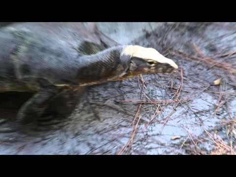 YouTube reptile video