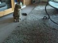 Combat chien et chat
