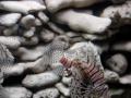 videos de Lion Fish in aquarium-1