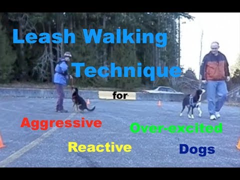 how to eliminate aggression in dogs
