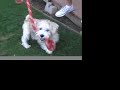 Nollie heel with my puppy