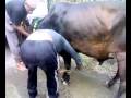 videos de BEUTIFUL COW IN LAHORE