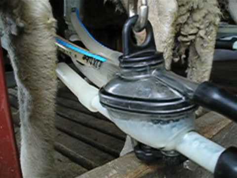 sheep milk