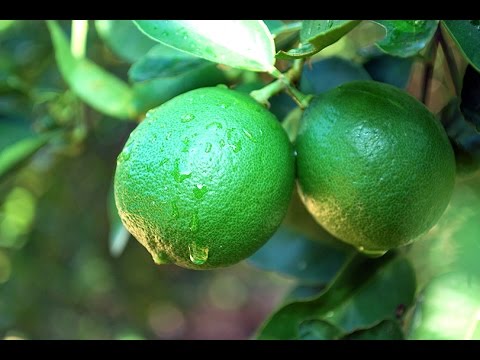 how to harvest key limes