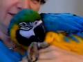 Baby Macaw Playing