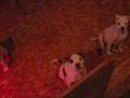 videos de ABRA Registered American Bulldog Puppies