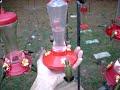 Hand Feeding West Tennessee Hummingbirds 9/15/07 Hand Feeding West Tennessee Hummingbirds 9/15/07