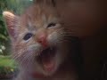 Hilarious mEga-Spectacular Kitten Roar in Slo-Mo