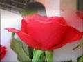 FAHREDD�N BABA   7 Sizsiniz   U�ur I��lak T�TRE EY T�RK