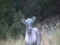 Caribou with Attitude