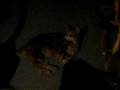 Killer Kitteh