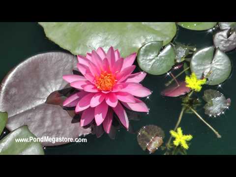 how to fertilize water lilies