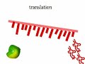 Antisense Engineering
