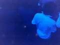 The New Club Cafe D`Anvers Clip
