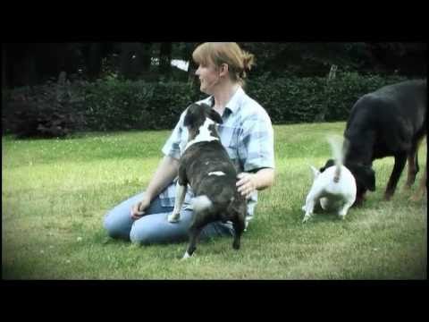 bullterrier