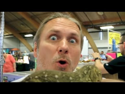 YouTube reptile video