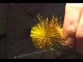 Kelly Galloup Ties a Yellow Streamer