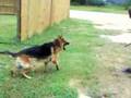 Quartz, German Shepherd