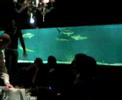 feeding shark