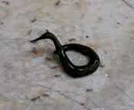 Leech