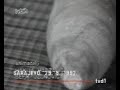 aca-lukas-2004-istina-je-da-te-lazem.html