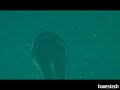 Los Pakidermos - Otro Invierno Bajo el Sol