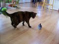Cat Plays with Dead Blue Jay
