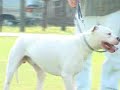CanineDogProject