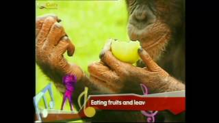 Walk like An Ape | Apes Rhymes Songs | | Animal Songs | Animal Rhymes For Children
