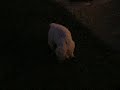 golden female puppie