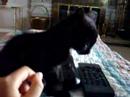 Davids cat Nancy