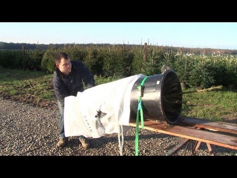 how to replant christmas tree