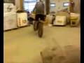 videos de zippy riding well
