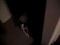 Drug Sniffing Dog