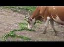 Cows choice the latter \"A\" for Atyha