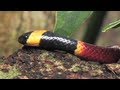 Florida's Venomous Snakes (Part 3 of 10)