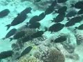 Reef fish and Sharks of Kuramathi