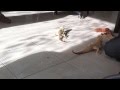 Voir la vid&eacute;o
