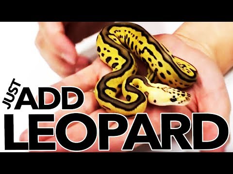 YouTube reptile video