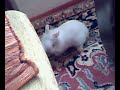 bunny