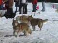 Championat de chiens de traineaux
