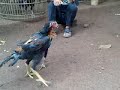 anak rampok