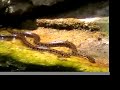 snakes and dragonflies in Kithira greece
